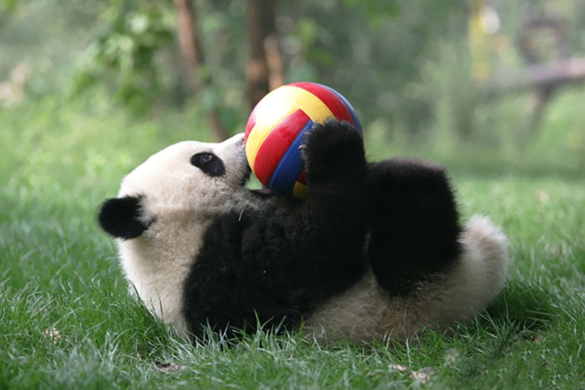 Panda Kindergarten es el lugar más lindo del mundo