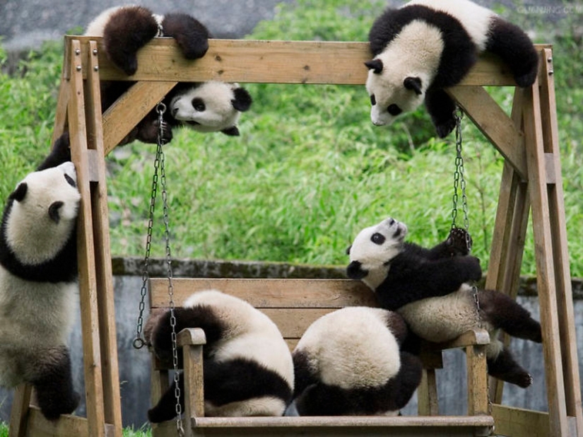 Panda Kindergarten es el lugar más lindo del mundo