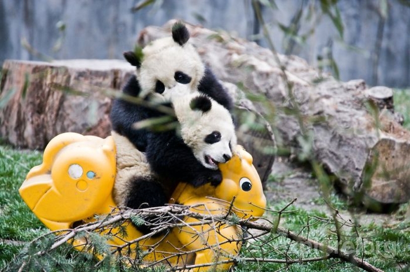 Panda Kindergarten is the cutest place in the world
