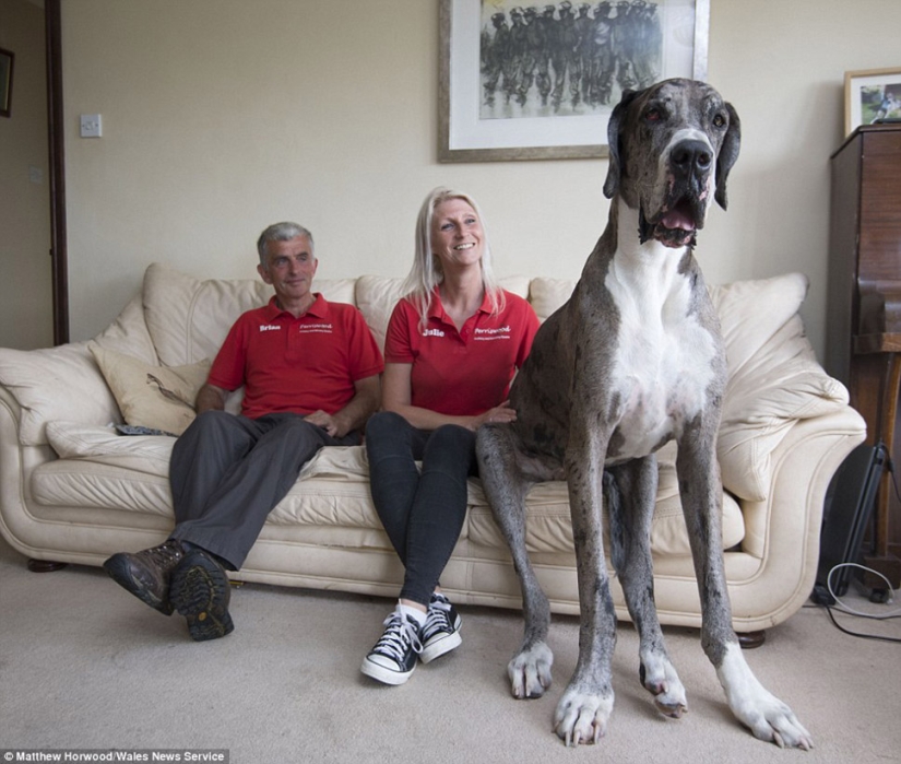 Parece que este es el perro más alto del mundo: un Gran danés de dos metros que pesa 76 kg