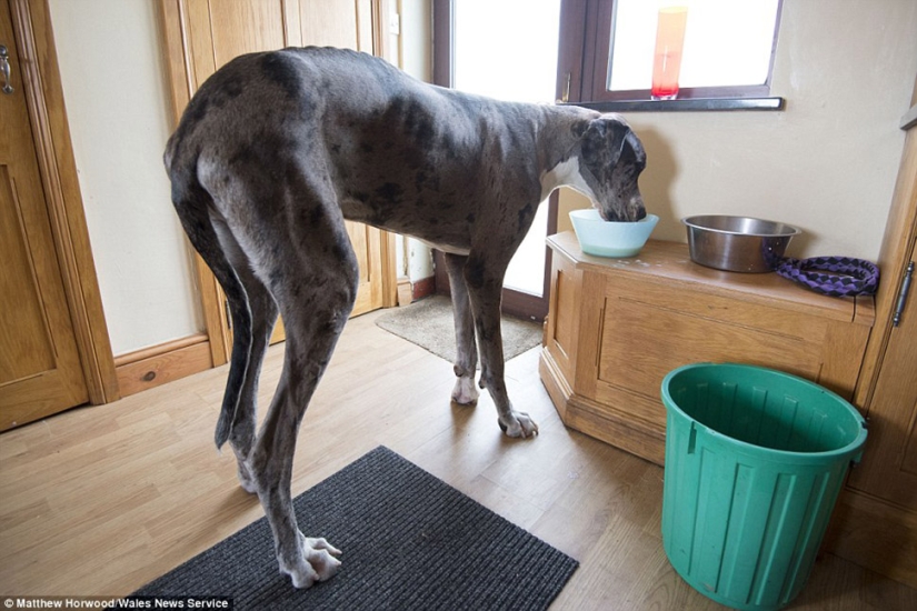 Parece que este es el perro más alto del mundo: un Gran danés de dos metros que pesa 76 kg