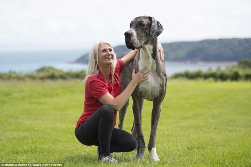 Parece que este es el perro más alto del mundo: un Gran danés de dos metros que pesa 76 kg