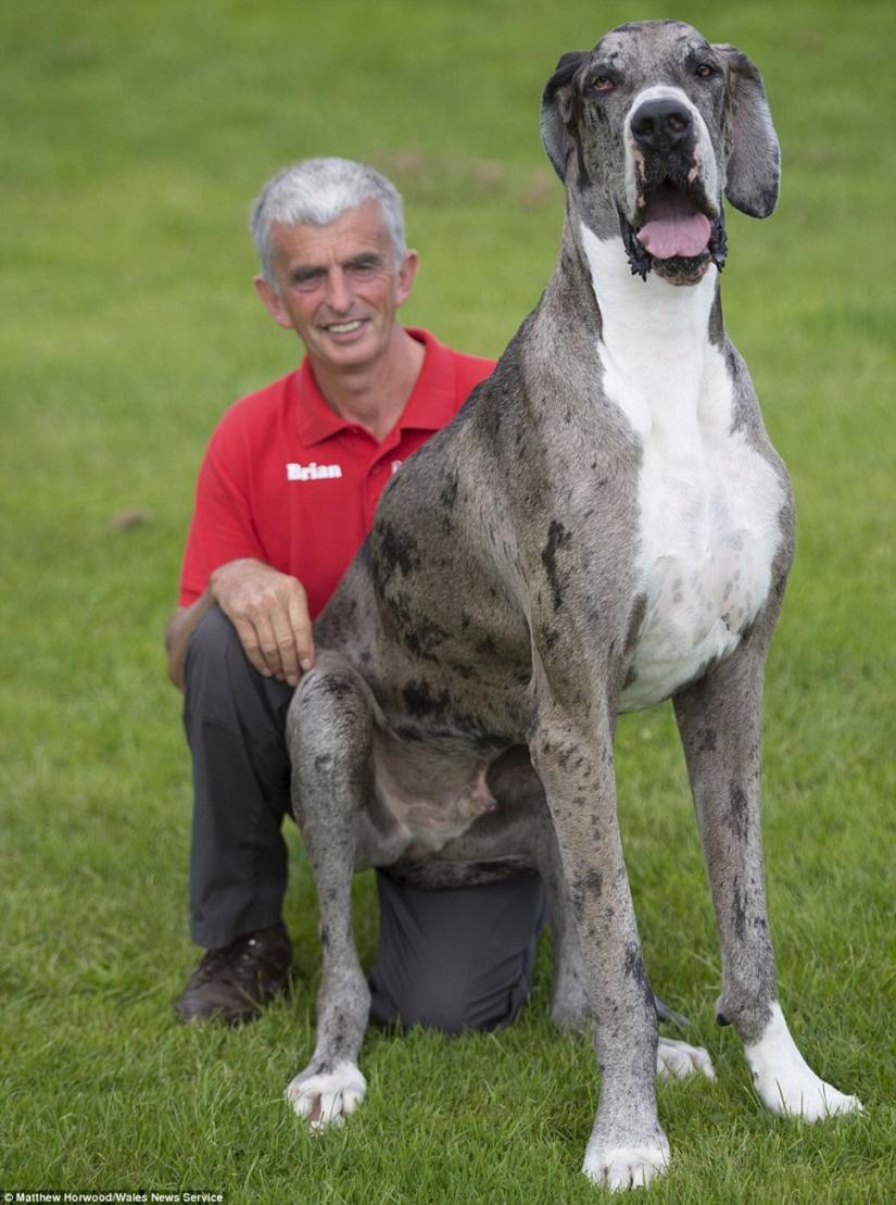 Parece que este es el perro más alto del mundo: un Gran danés de dos metros que pesa 76 kg