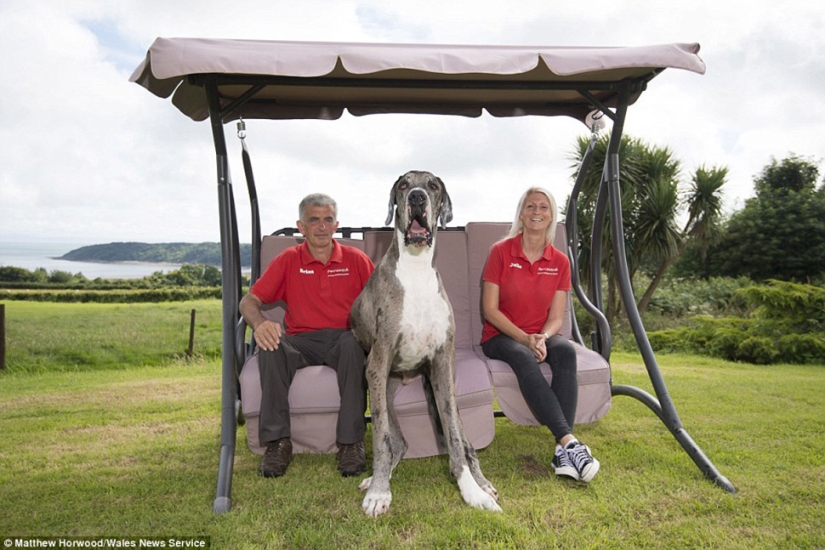 Parece que este es el perro más alto del mundo: un Gran danés de dos metros que pesa 76 kg