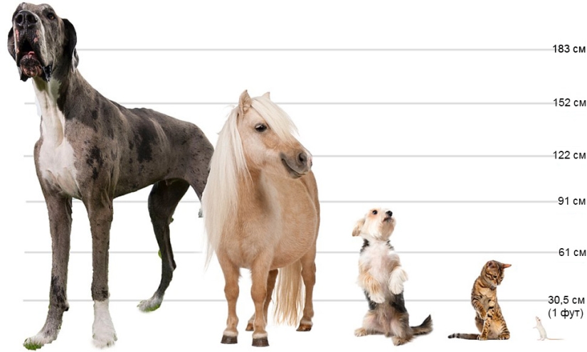 Parece que este es el perro más alto del mundo: un Gran danés de dos metros que pesa 76 kg