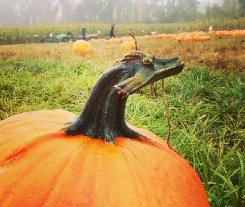 Pareidolic Illusions: 18 Inanimate Objects That Look Like They Are Alive Pareidolic Illusions: 18 Inanimate Objects That Look Like They Are Alive