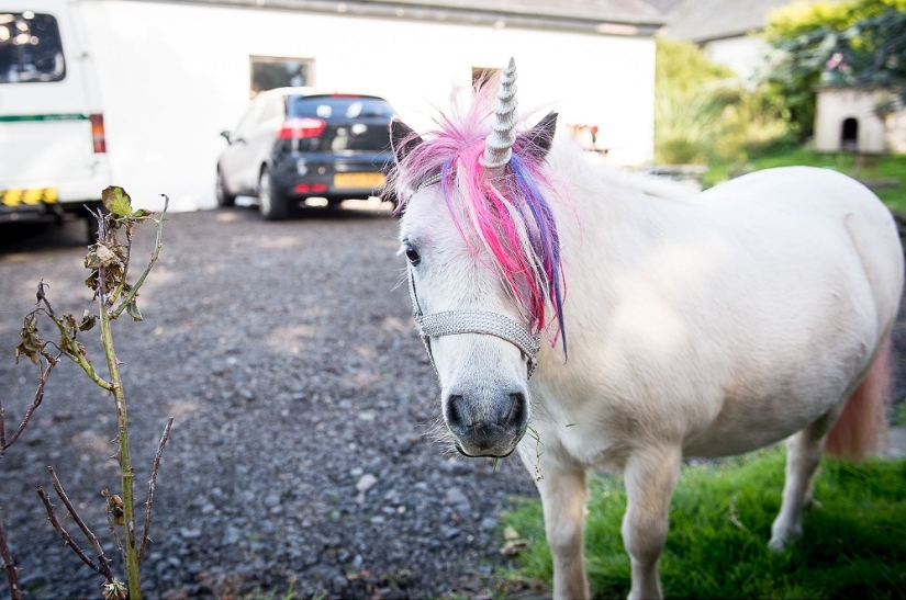 Pareja escocesa tiene un 'unicornio' como mascota