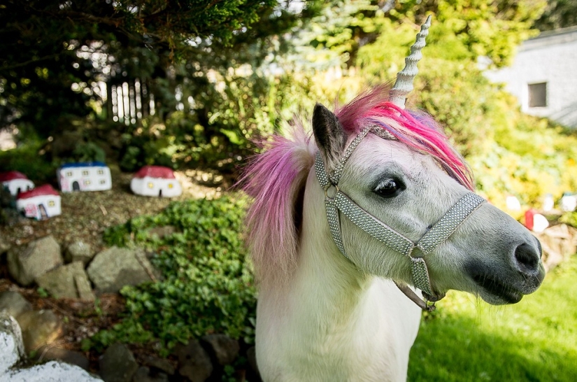Pareja escocesa tiene un 'unicornio' como mascota