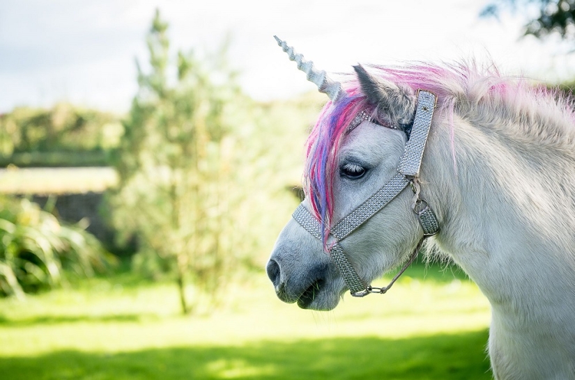 Pareja escocesa tiene un 'unicornio' como mascota