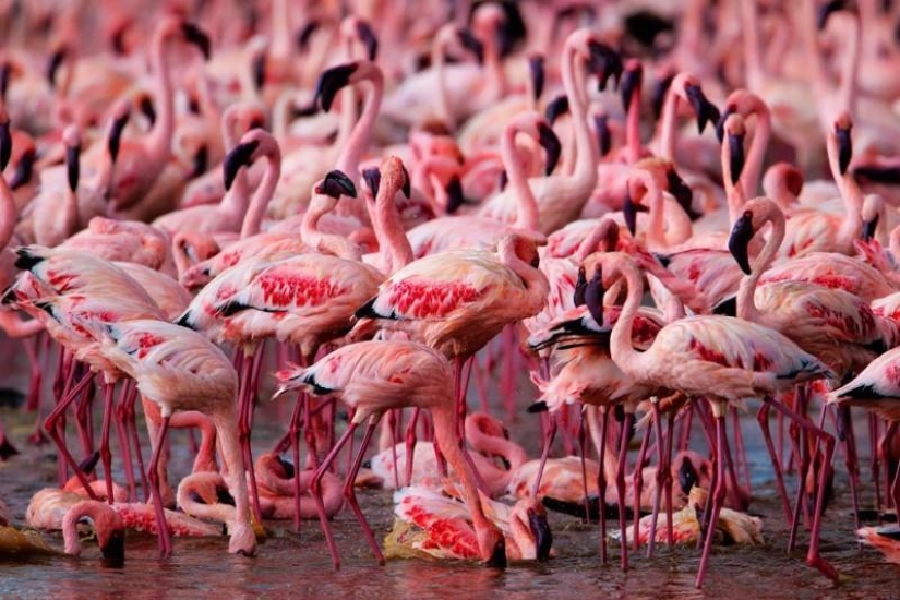 País de flamencos rosados