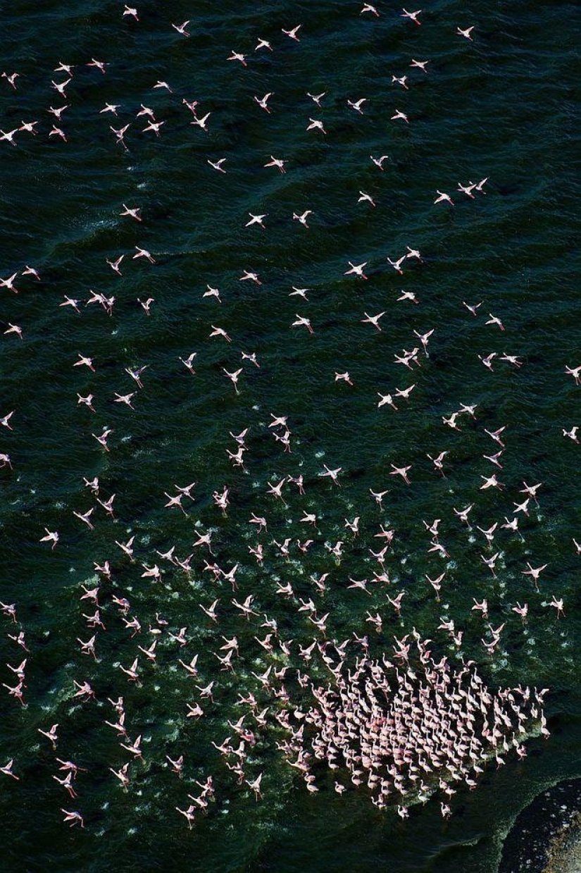 País de flamencos rosados