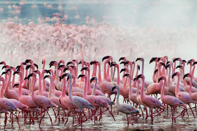 País de flamencos rosados