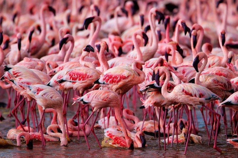 País de flamencos rosados