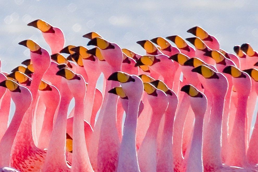 País de flamencos rosados