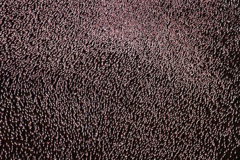 País de flamencos rosados