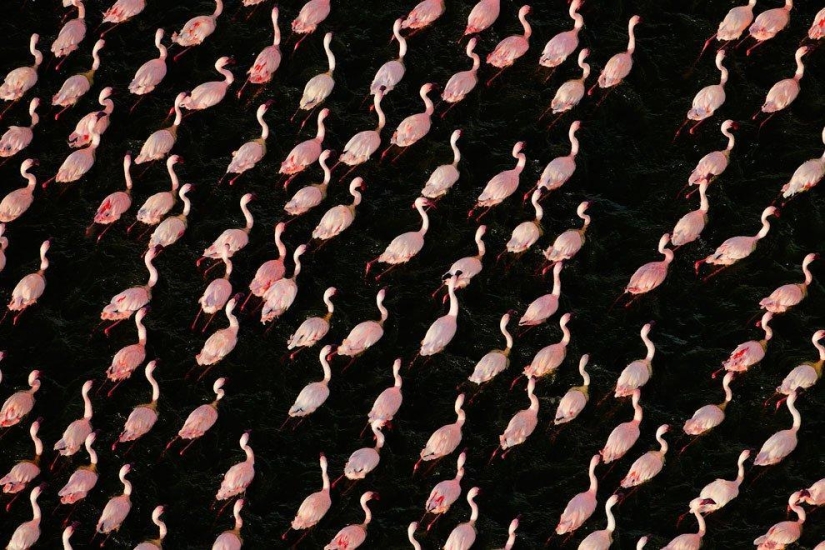 País de flamencos rosados