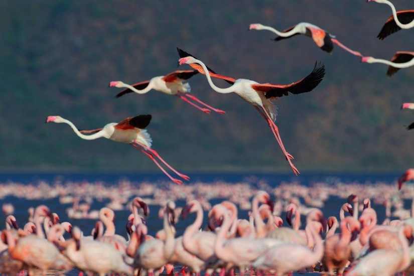 País de flamencos rosados