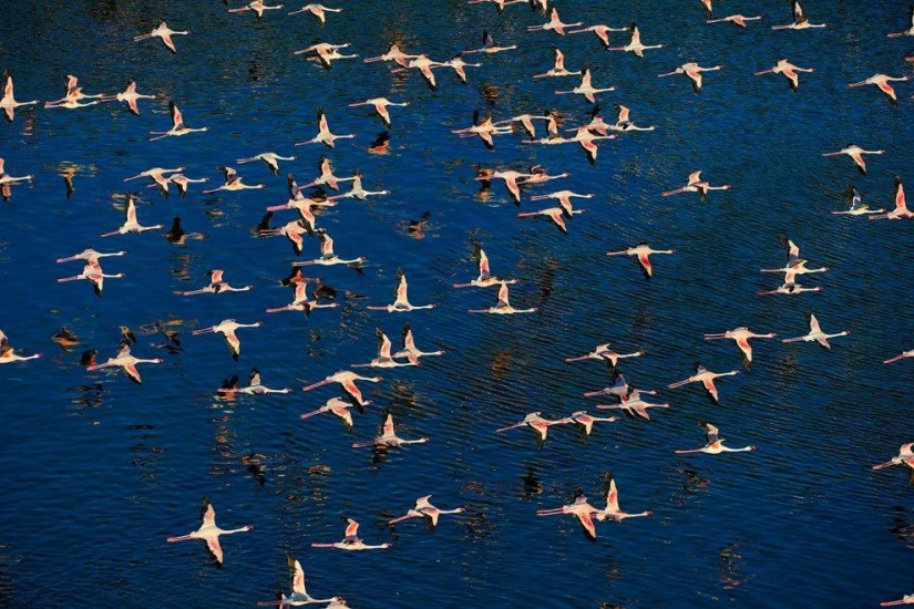 País de flamencos rosados