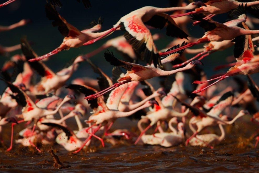 País de flamencos rosados