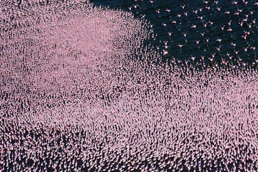 País de flamencos rosados