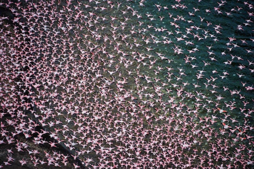País de flamencos rosados