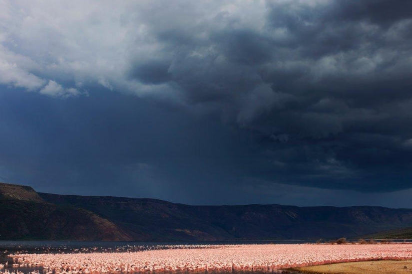 País de flamencos rosados