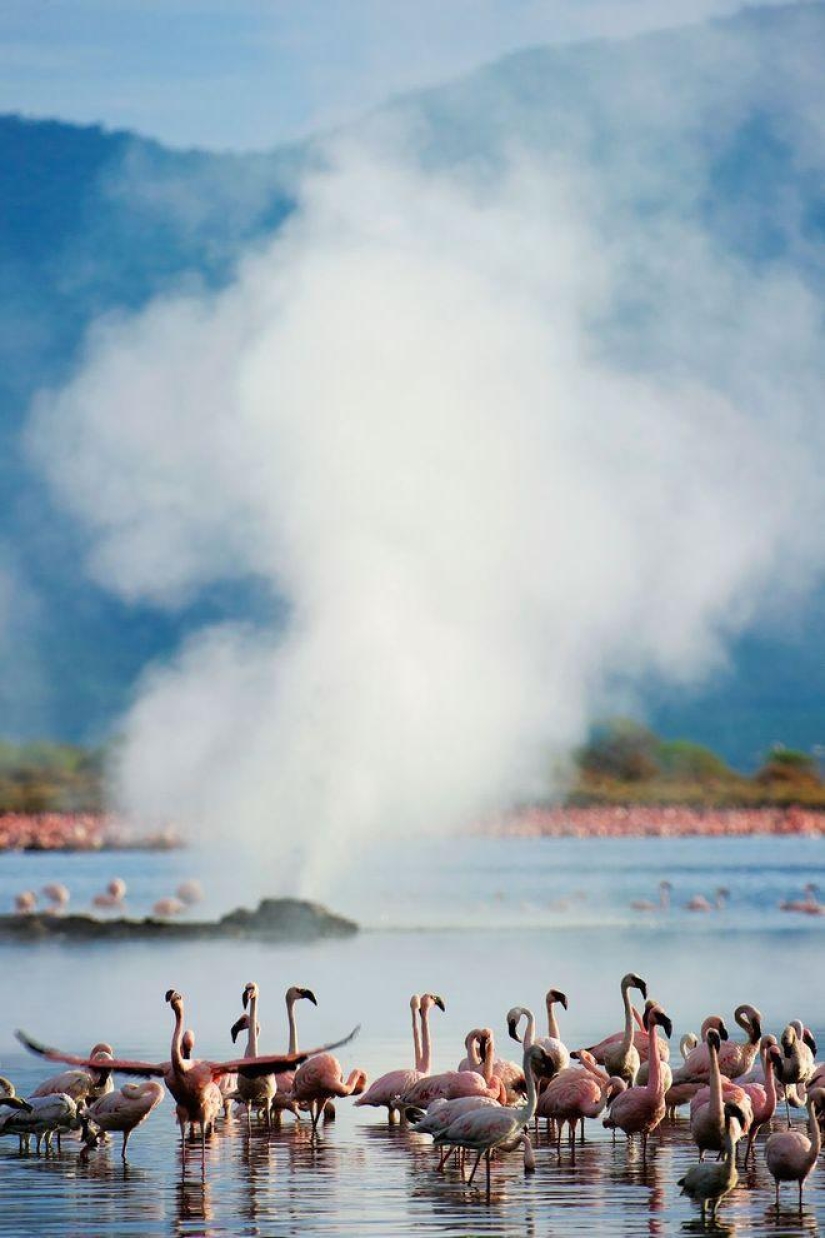 País de flamencos rosados