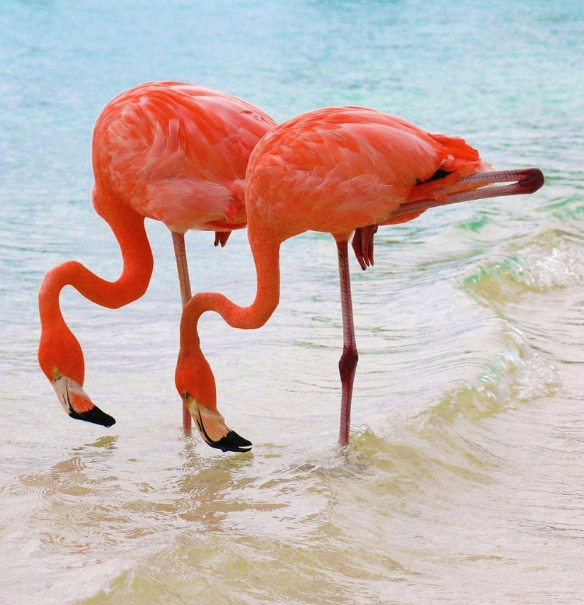País de flamencos rosados