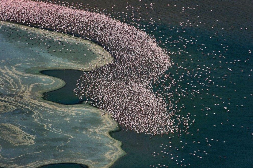 País de flamencos rosados