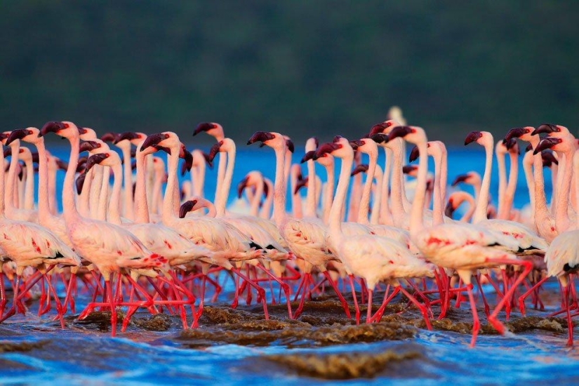 País de flamencos rosados