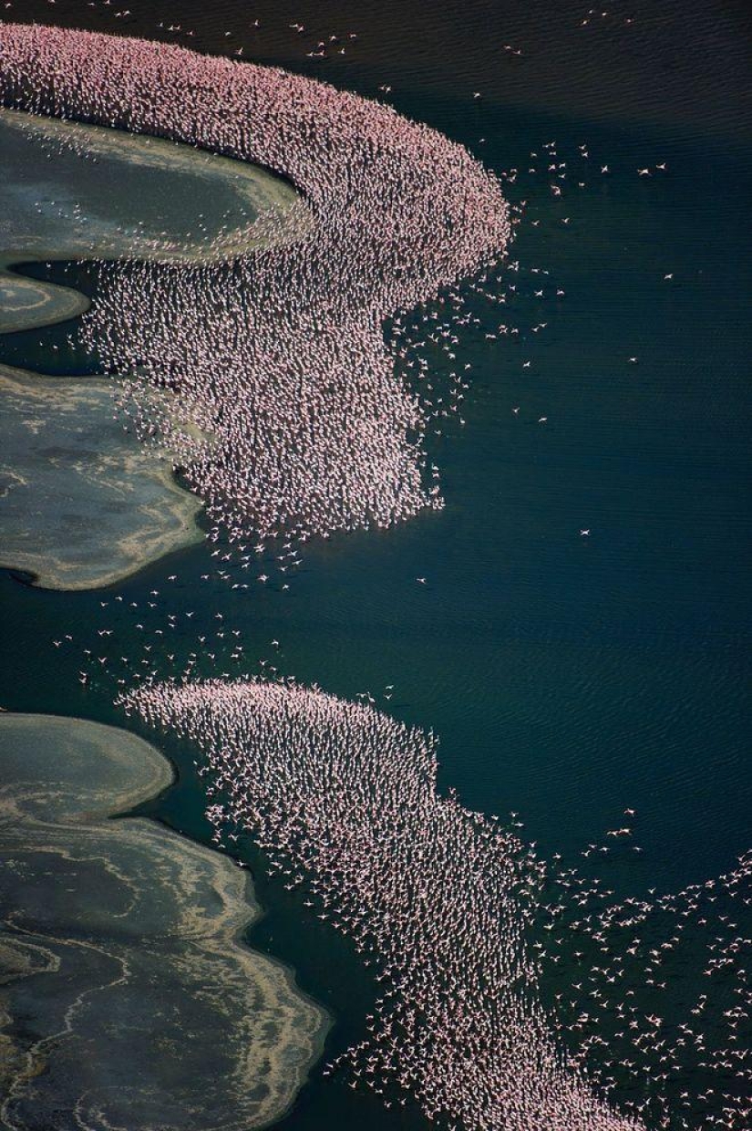 País de flamencos rosados