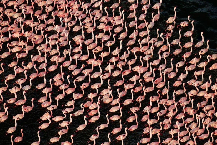 País de flamencos rosados