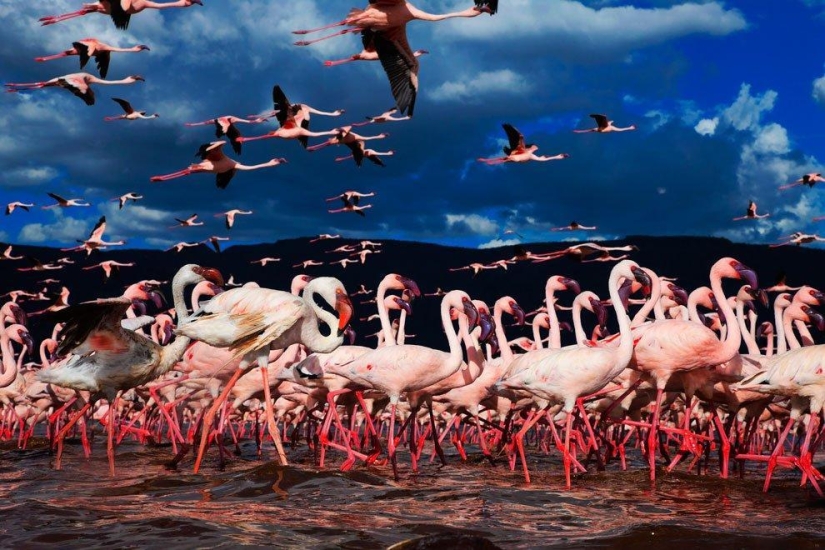 País de flamencos rosados