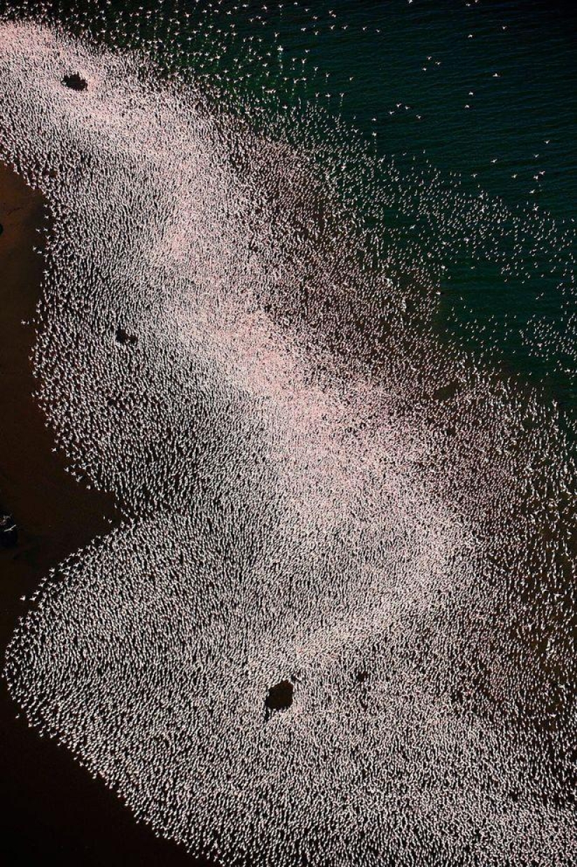 País de flamencos rosados