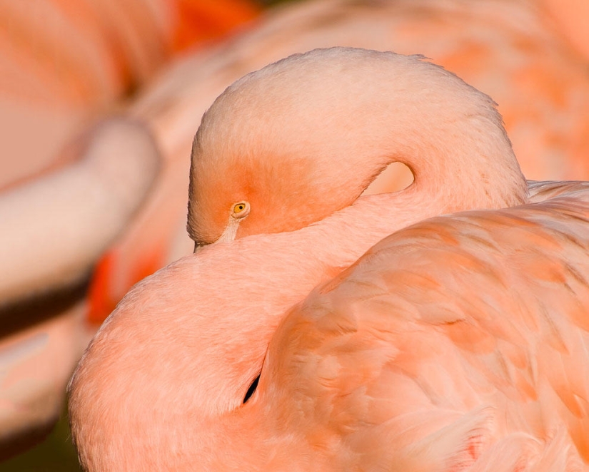 País de flamencos rosados