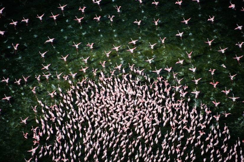 País de flamencos rosados