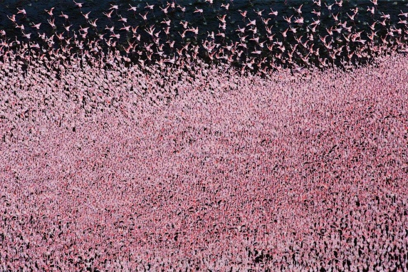 País de flamencos rosados