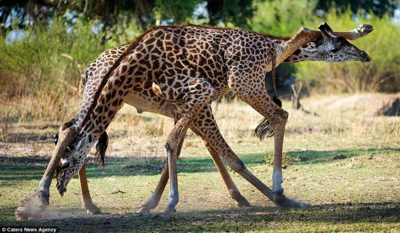 Passionate tango performed by giraffes
