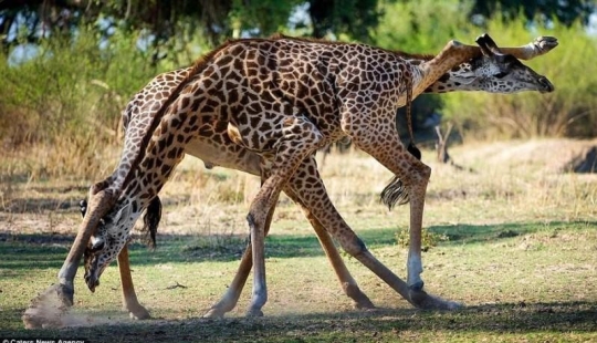 Passionate tango performed by giraffes
