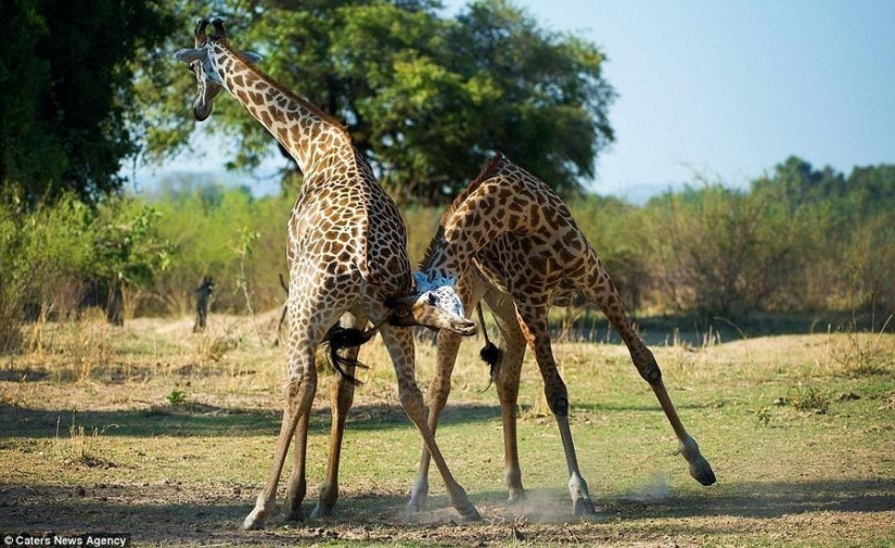 Passionate tango performed by giraffes