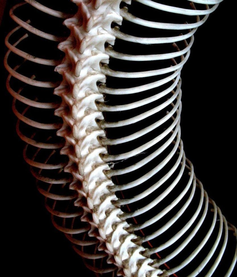 Patterns: Amazing repeats Patterns: Amazing repeats