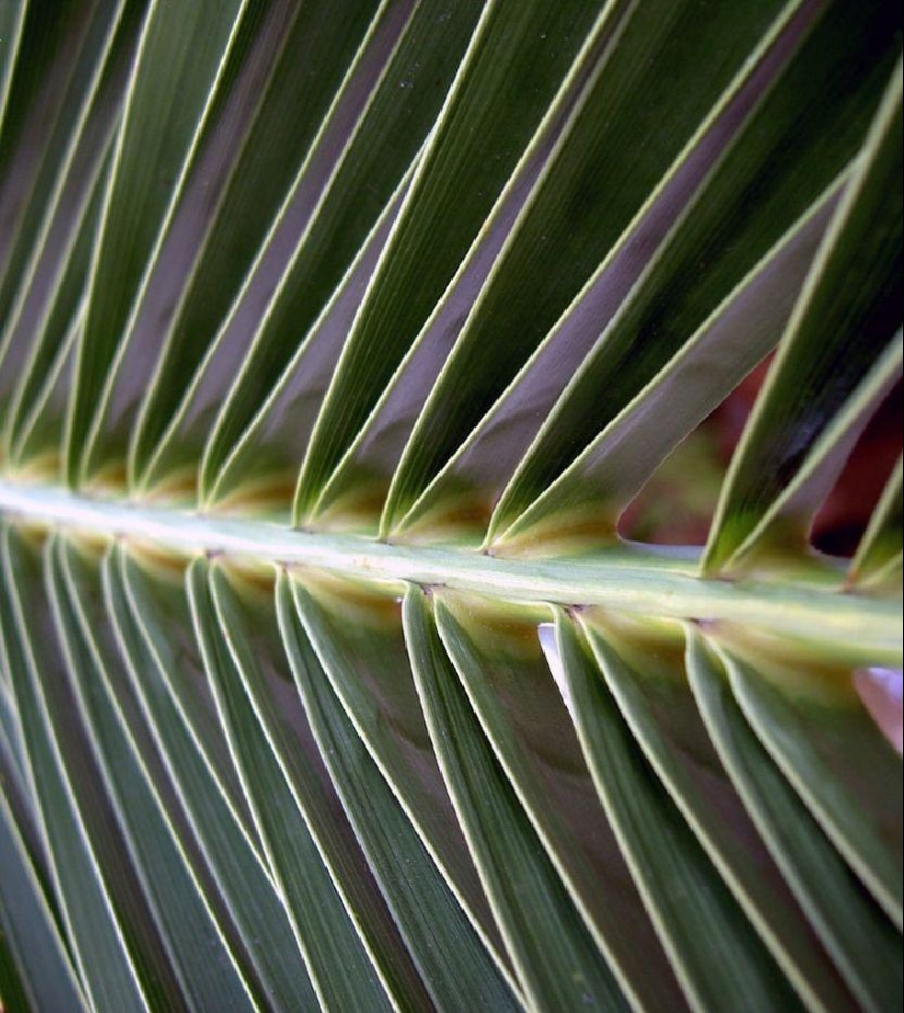 Patterns: Amazing repeats Patterns: Amazing repeats