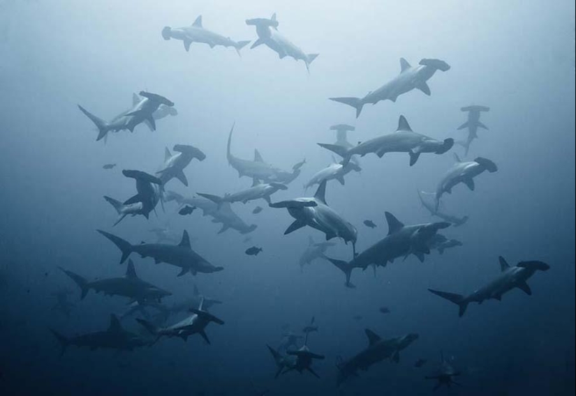 Peces de colores del fondo del océano