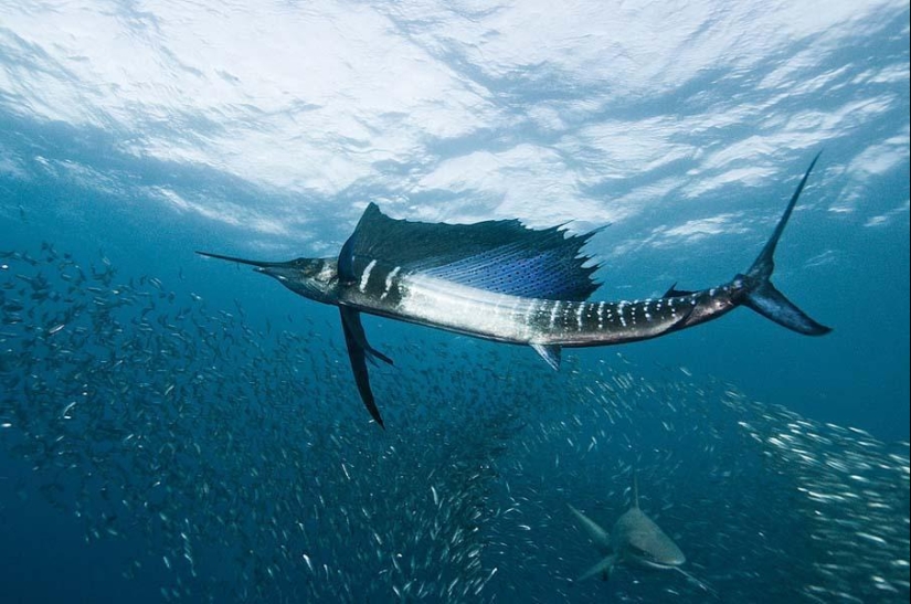 Peces de colores del fondo del océano