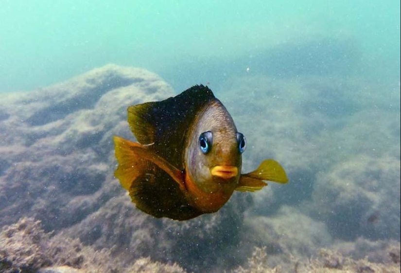 Peces de colores del fondo del océano