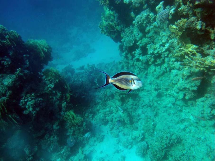 Peces de colores del fondo del océano