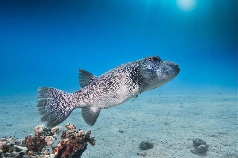 Peces de colores del fondo del océano