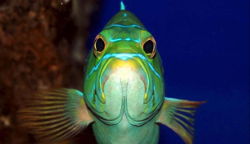 Peces de colores del fondo del océano