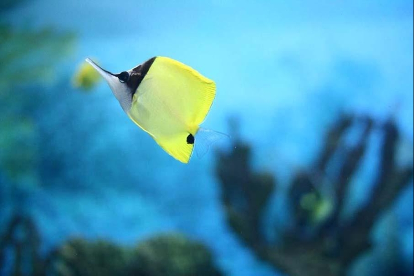 Peces de colores del fondo del océano