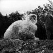 Pencil Sketch Master - Paul Lang